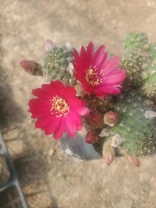 朱丽仙人球仙人掌开花机器