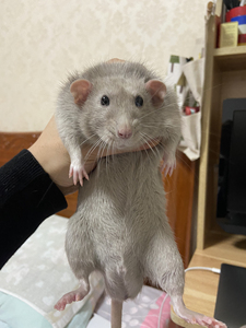 成年俄蓝公花枝鼠配种