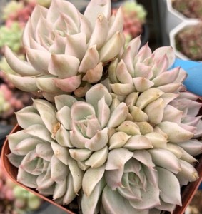 多肉!一物一拍!玛格丽特锦!整桩一体!特别仙气的品种![比心