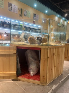 大1米全透明猫笼兔笼龙猫笼专业猫赛笼赛猫笼宠物展示柜成体柜子