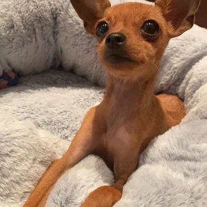 纯种小鹿犬好东西纯种小鹿犬幼犬小鹿犬幼崽双血统小鹿狗活体小狗