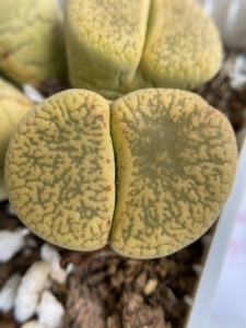 000人付款淘宝生石花黄日轮c395母本株,整盆20元随风%