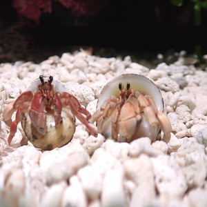 寄居蟹宠物超大
