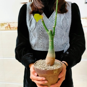 龟甲木棉龟纹漂亮 块根 大戟 小颗 多肉植物 庭院绿植盆栽0人付款188