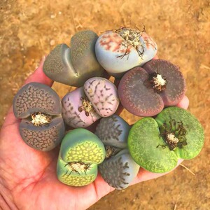 15颗超大彩色生石花母本4厘米生石花大尺寸母本屁屁花母本株紫