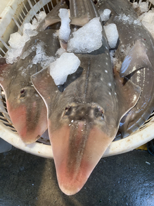 食用鲨鱼 本港龙文鲨 龙纹鲨 犁头鳐 标本用鲨鱼