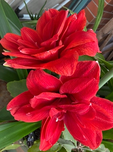 朱顶红红狮,35元一颗,上海的可以自提