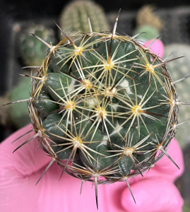 000人付款淘宝实生古镜丸仙人球 功能:美观 适用空间:楼顶 难易程度