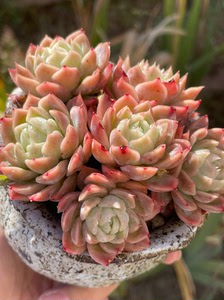 静月晶月多头群生老桩控养精品多肉