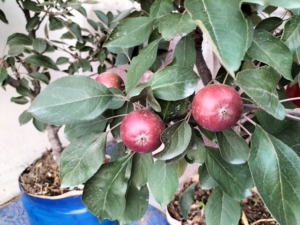 50@ 矮化盆栽红肉苹果树,果肉程红色可食用,室内外可种植