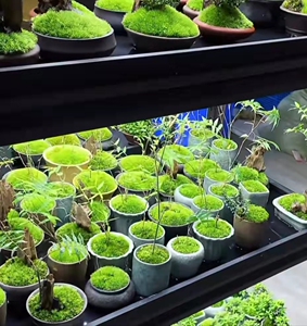 朵朵藓微景观苔藓造景青苔盆景假山水陆缸装饰铺面鲜活植物