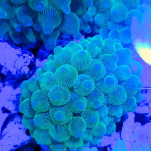 海洋活宠物奶嘴海葵紫点奶嘴绿奶嘴小丑鱼共生珊瑚海水生物