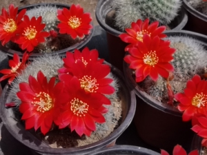 仙人球 红花沟宝山群 实生 浏览量过万爆款仙人球绿植