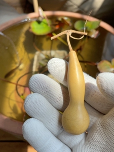 中华本长葫芦,本地葫芦,白杈子,前年的葫芦,6.8厘米.小花