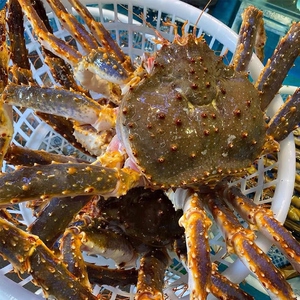 帝王蟹鲜活海鲜水产,鲜活冷冻5斤左右一只