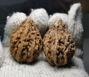 问玩核桃,秦岭秋子,秦岭奶嘴塔尖03,酷似东北的塔尖,较为稀