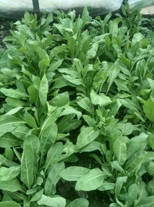 新疆奥斯曼,乌斯玛草种子