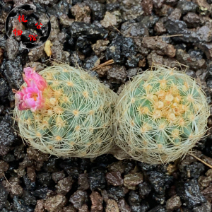 植物公馆 #仙人球拍卖# .23实生多头伊莎贝拉多肉植物