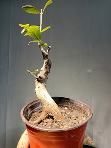 卫矛熟桩,又名""鬼箭羽"",枝翅奇特,秋叶红艳耀目,果裂亦