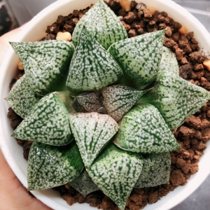 实生白银寿十二卷