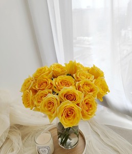 金香玉月季,又名金镶玉,俗称黄玫瑰,黄色花朵,切花月季,直径