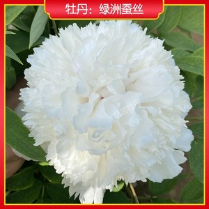 绿洲蚕丝牡丹托桂型花开粉白色，花营长圆尖，花径20cm×10