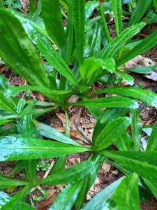山野香菜,刺芫茜假芫茜,大芫荽种苗,可观赏实用盆栽地栽芫荽山