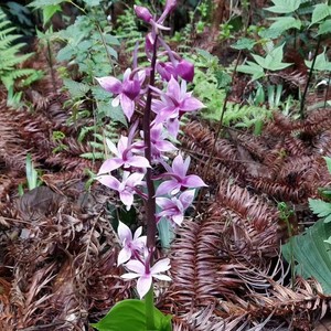 九子连环草,单苗30两苗起拍