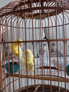00绝色妖猫淘宝玉鸟 大红袍 小格 猫头鹰 德国紫贵 马赛克 白贵妇0