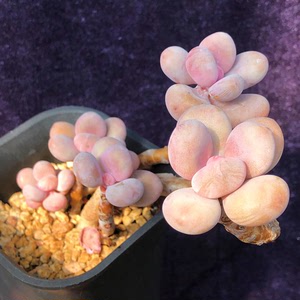 韩国进口多肉植物粉球美人老桩非桃蛋