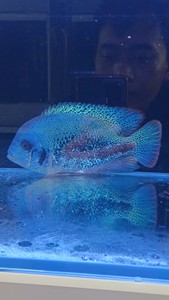 美雕火口鱼，天网火口公鱼26-27厘米