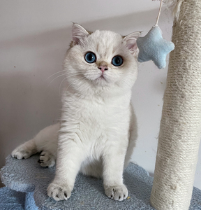 武汉英短猫咪找女朋友.品相超好颜值爆炸!性