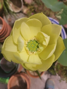 碗莲金陵翠凝微型莲花睡莲丰花