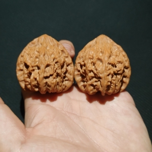 承德火焰马蹄狮子头文玩核桃