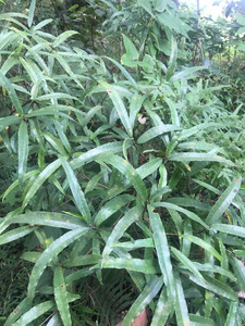 牛奶树煲鸡一级香,统一发干货.新鲜的也有,需提前2天订.