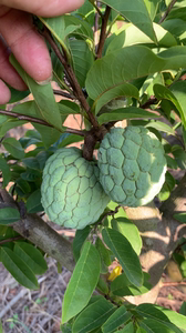 本地樟林龙琴林檎番荔枝佛头果释迦果树苗