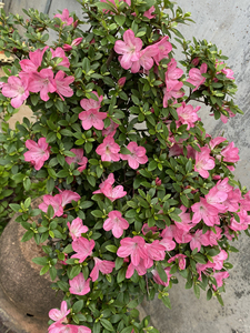 000人付款淘宝深山雾岛系列品种杜鹃花【深山满月】我永远都比你敏