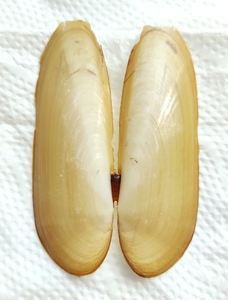 小刀蛏,cultellus attenuatus,产自青岛.