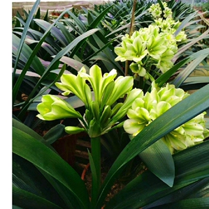 君子兰苗精品绿花