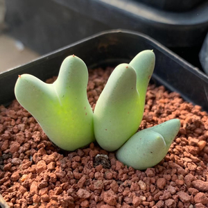 粉花猪蹄少将三头价