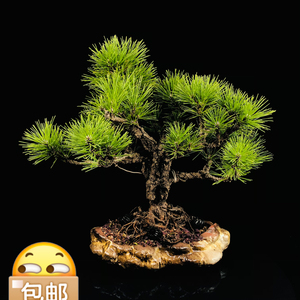 【拍品】日本八房锦松