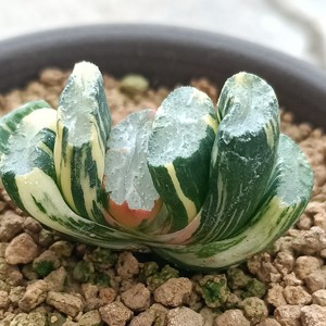 浮藻玉扇