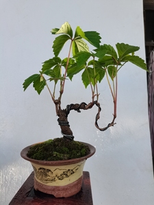 日本龙神爬山虎