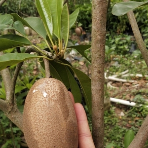 越南大果人心果苗