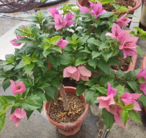 三角梅,品种胭脂红矮桩棒棒糖树型,家养苗非大棚苗,形状很美喔