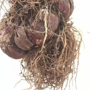 野百合花种球