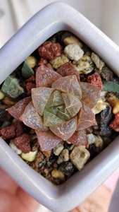 红丝玉露十二卷原始种果冻色晒太阳会变红253cm脱