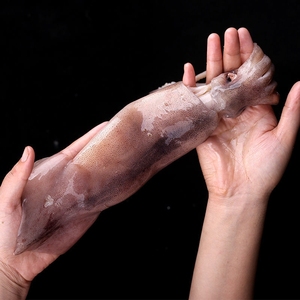 【5斤39】鲜活冷冻水产野生新鲜大鱿鱼尤鱼整只烧烤批发鱿鱼