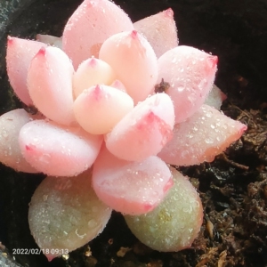 玉芙蓉,多肉植物,零售单头28,双头38.批发50起