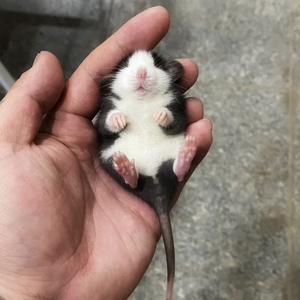 花枝鼠俄蓝花枝鼠宠物飞象耳立耳哈士奇 包邮花枝鼠